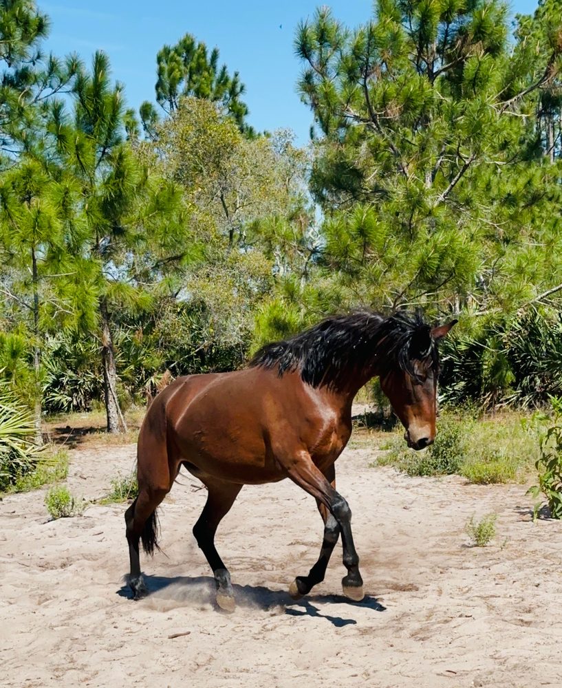 Indigo, our Mangalarga Marchador mare, moving out in a sandy clearing at The Refuge