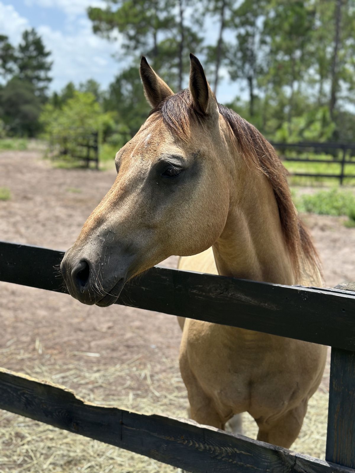 Solo, a buckskin Quarter Horse gelding, looking over a fence